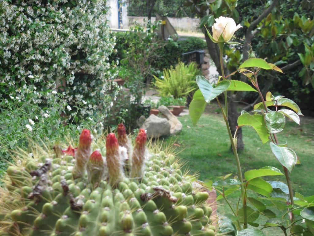 Bed & Breakfast Dessole Olbia Exterior photo